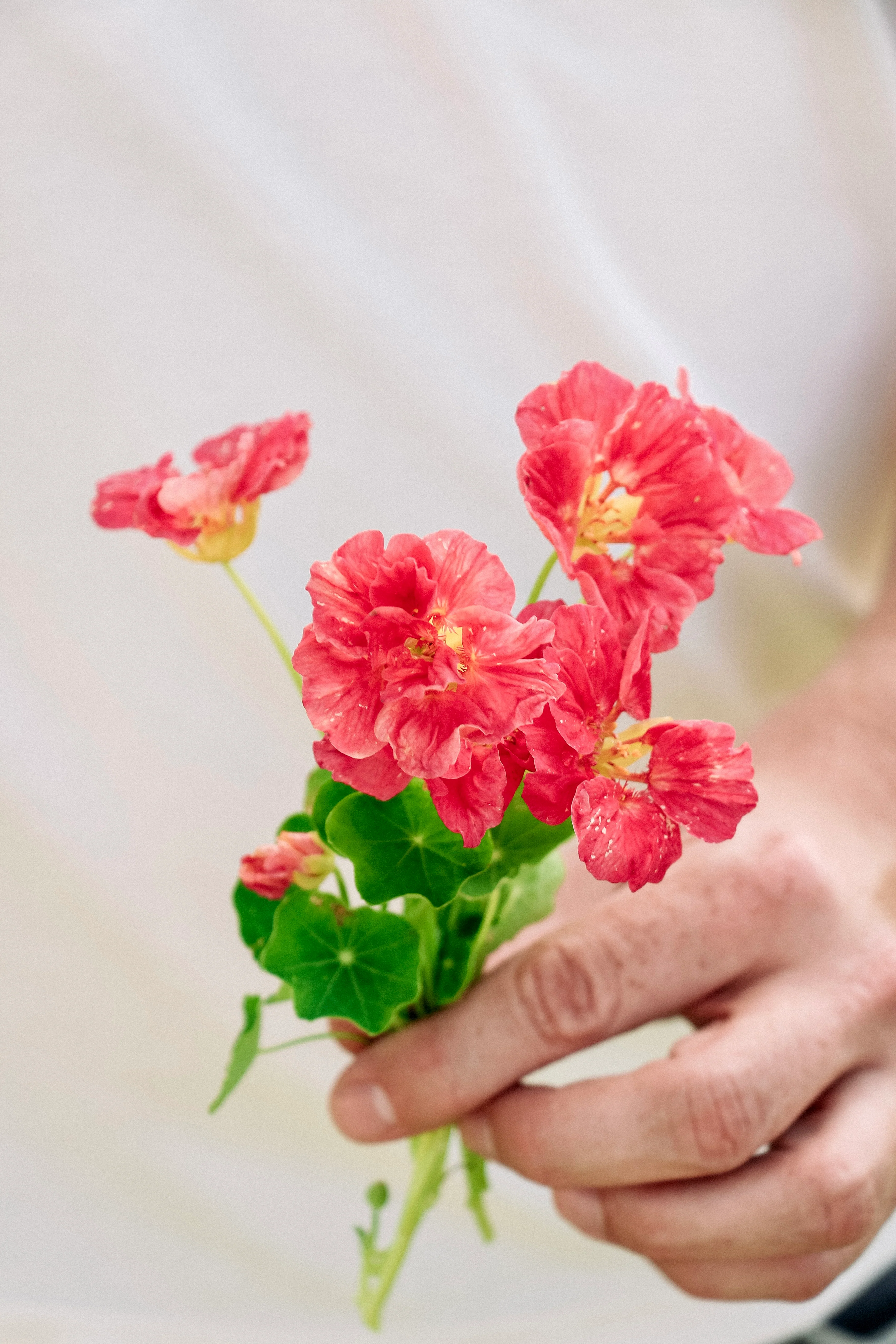 Tropaeolum minus 'Jewel Cherry Rose'