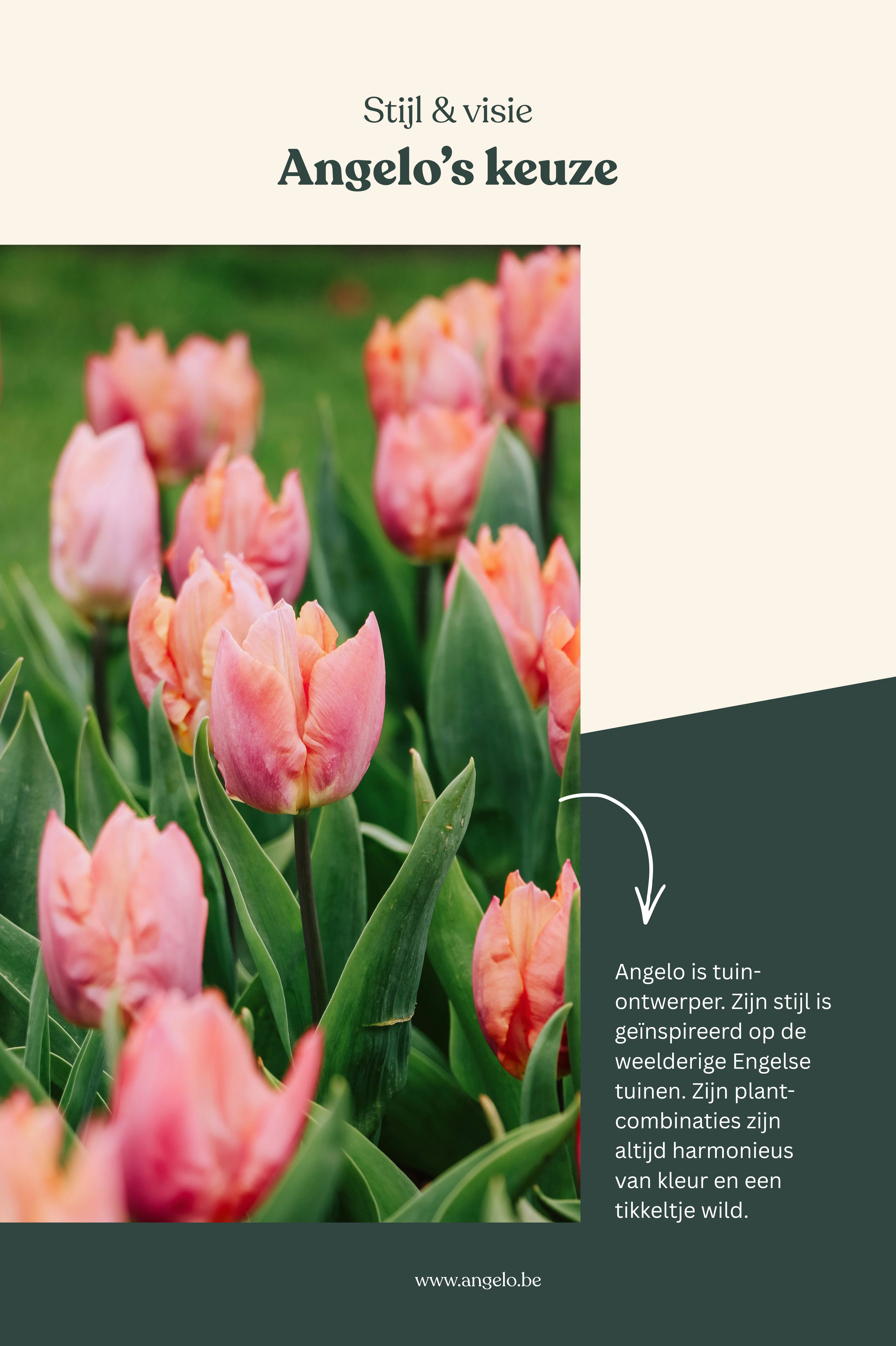 Allium 'Magic' BIO - Image 3