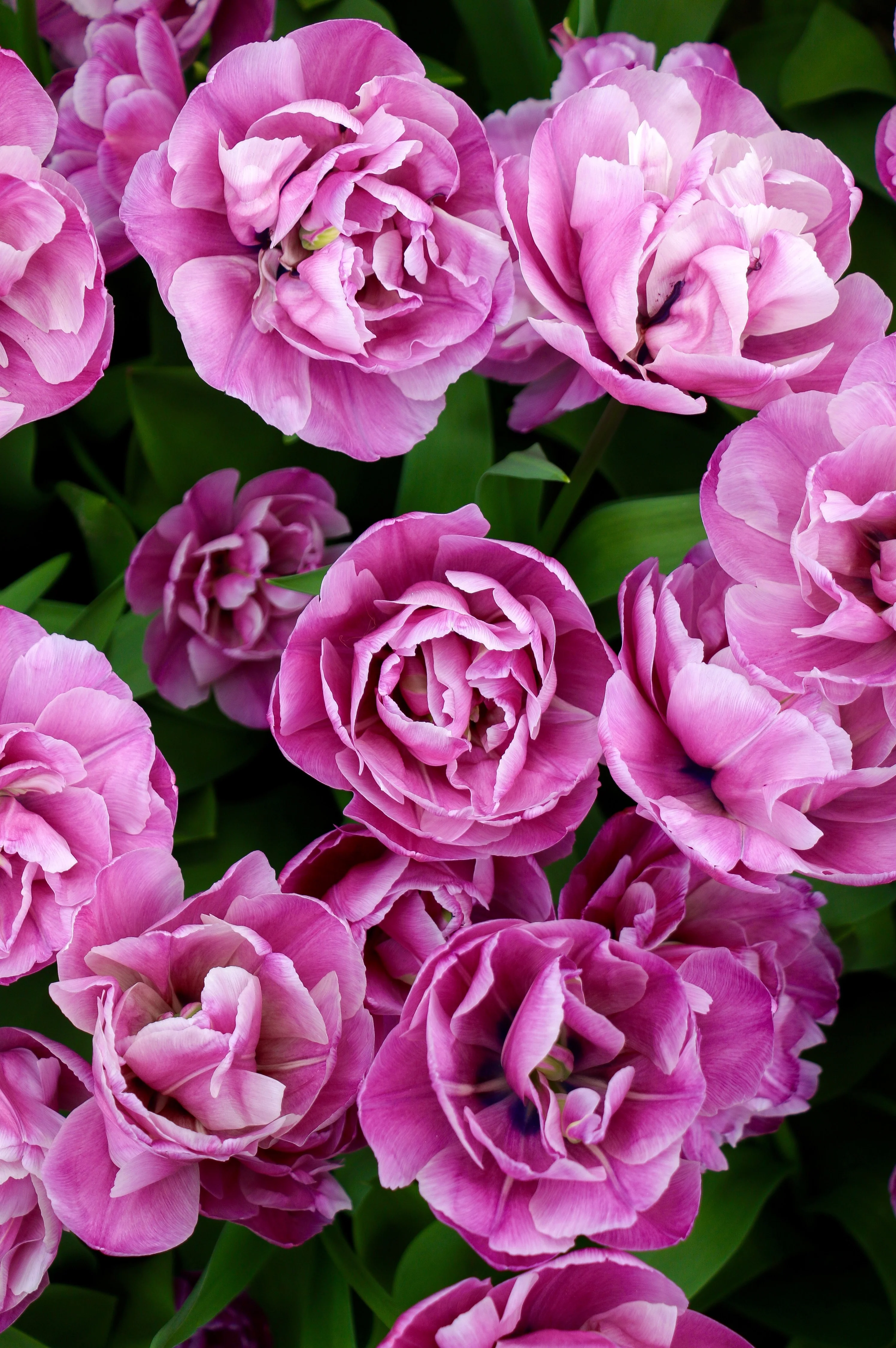 Tulp 'Blue Diamond'