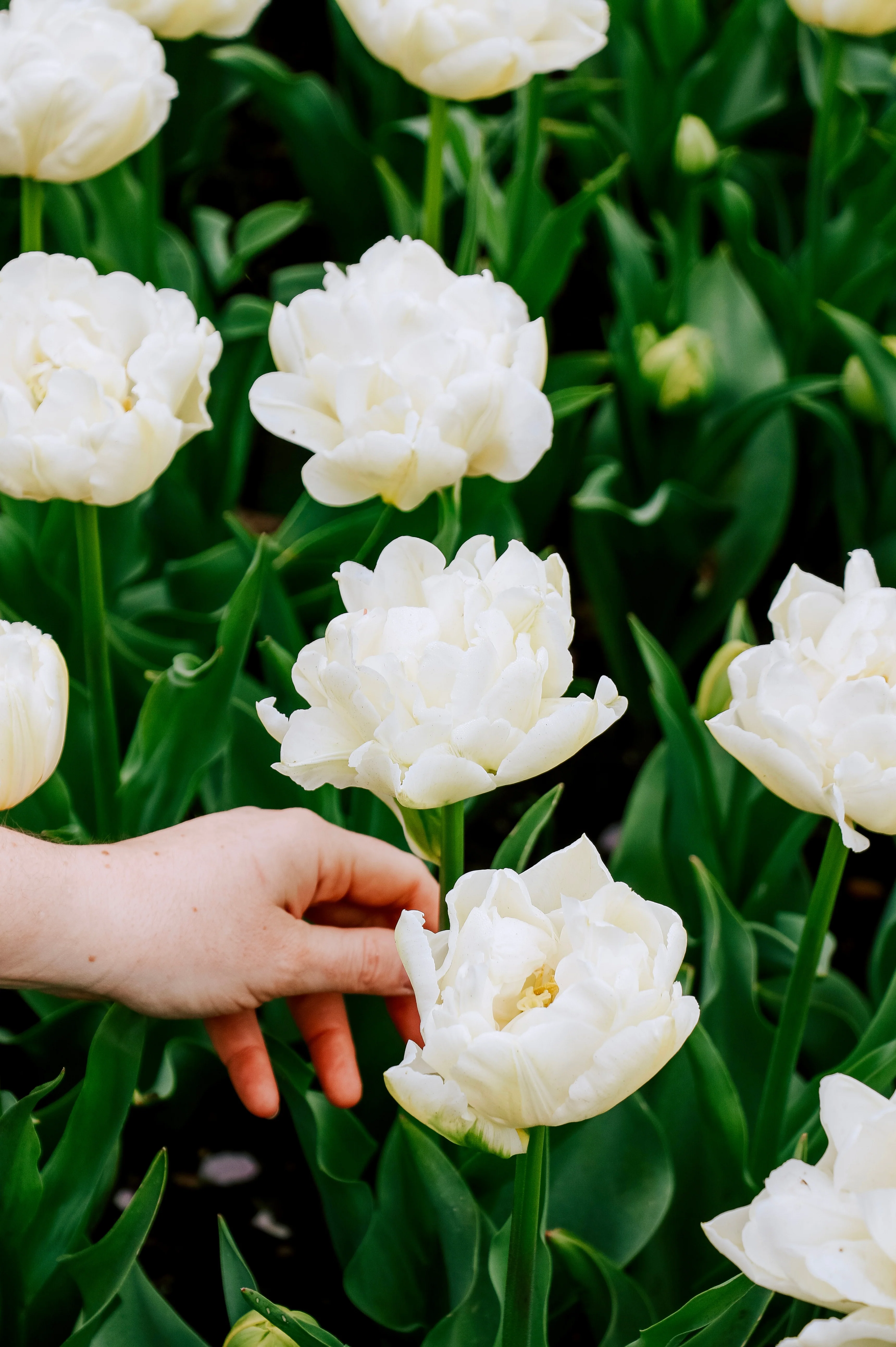 Tulp 'Northcap'