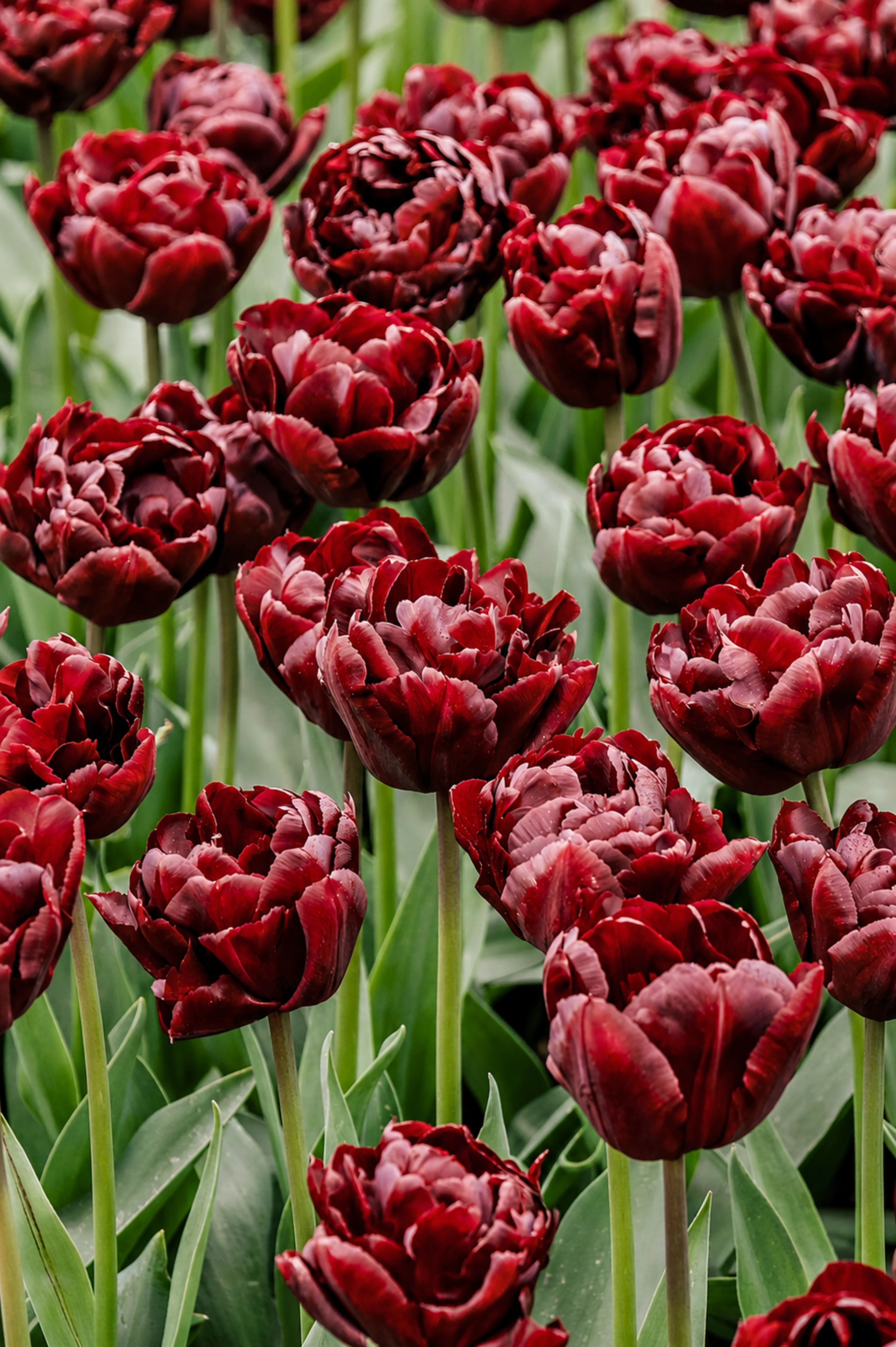 Tulp 'Palmyra'