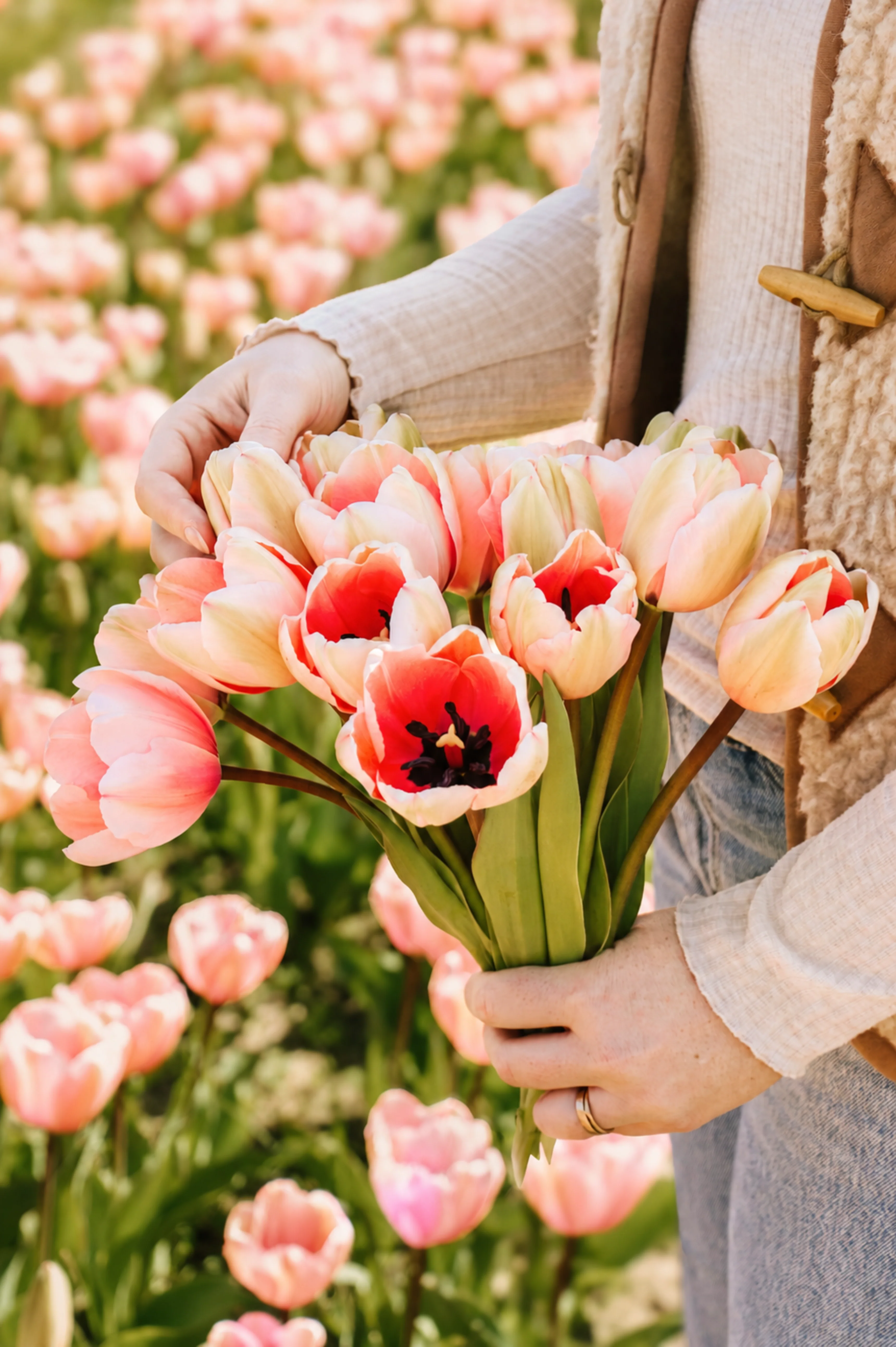 Tulp 'Salmon Impression' BIO