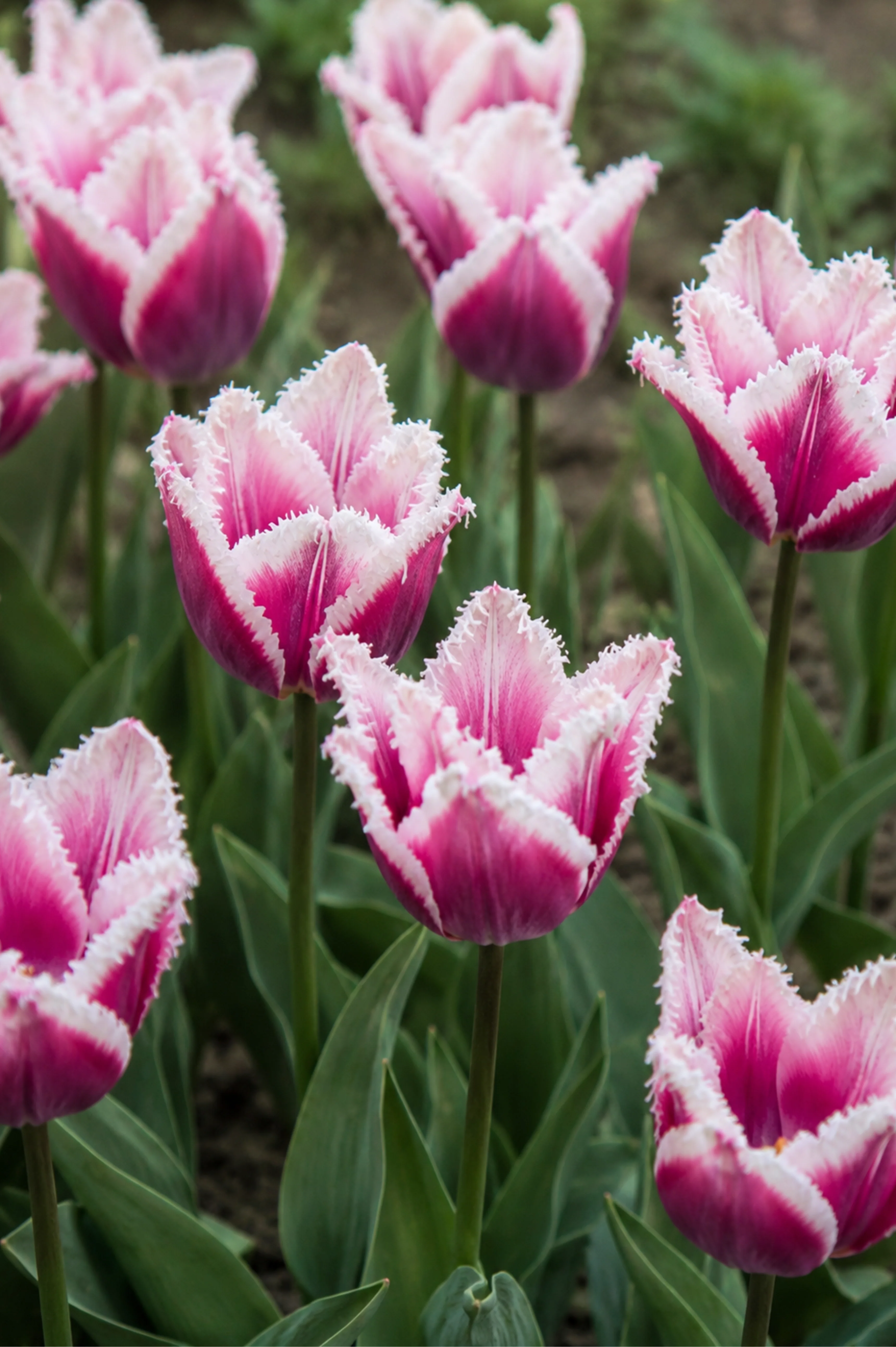 Tulp 'Siesta' BIO