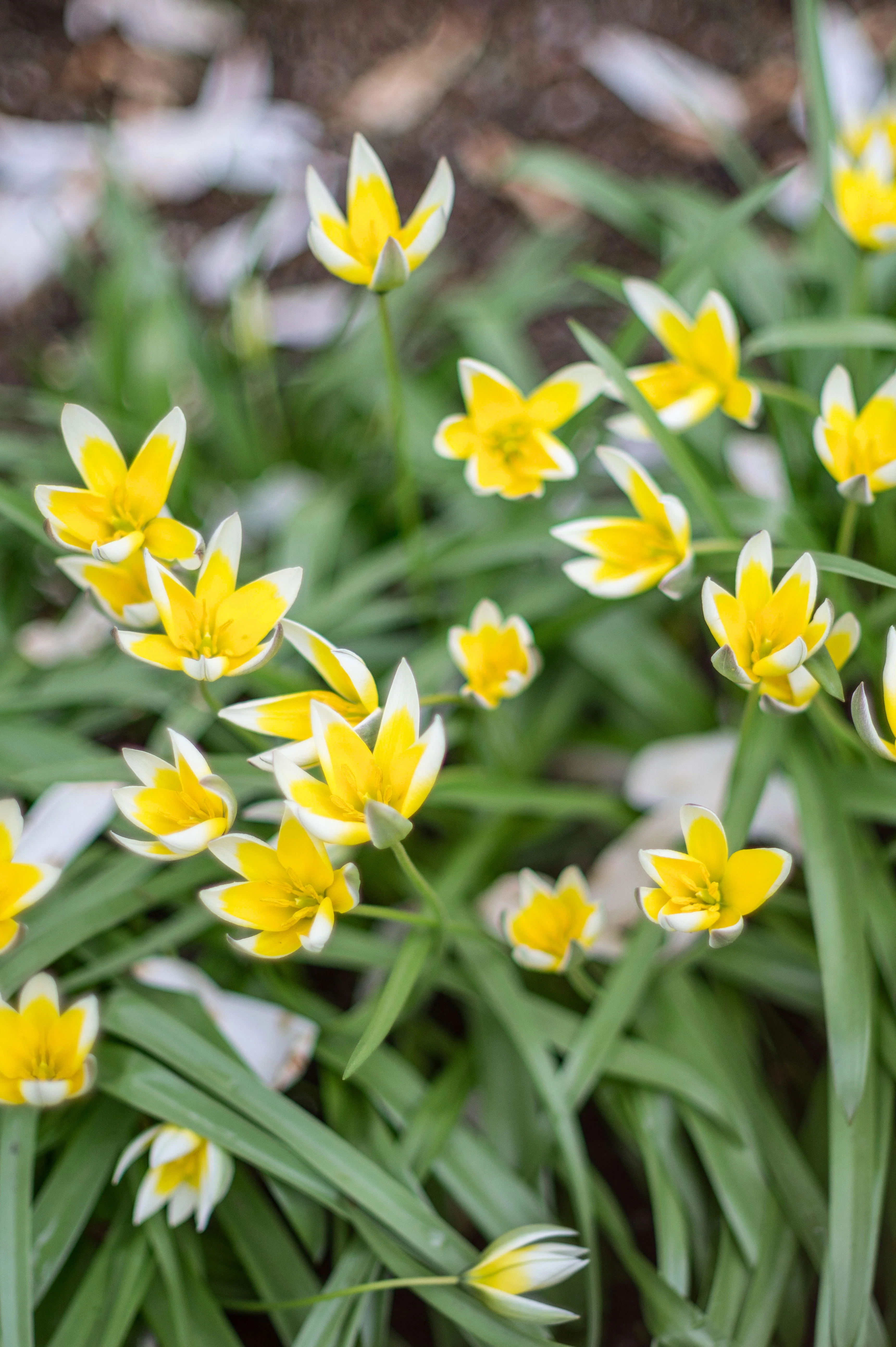 Tulp 'Tarda' BIO